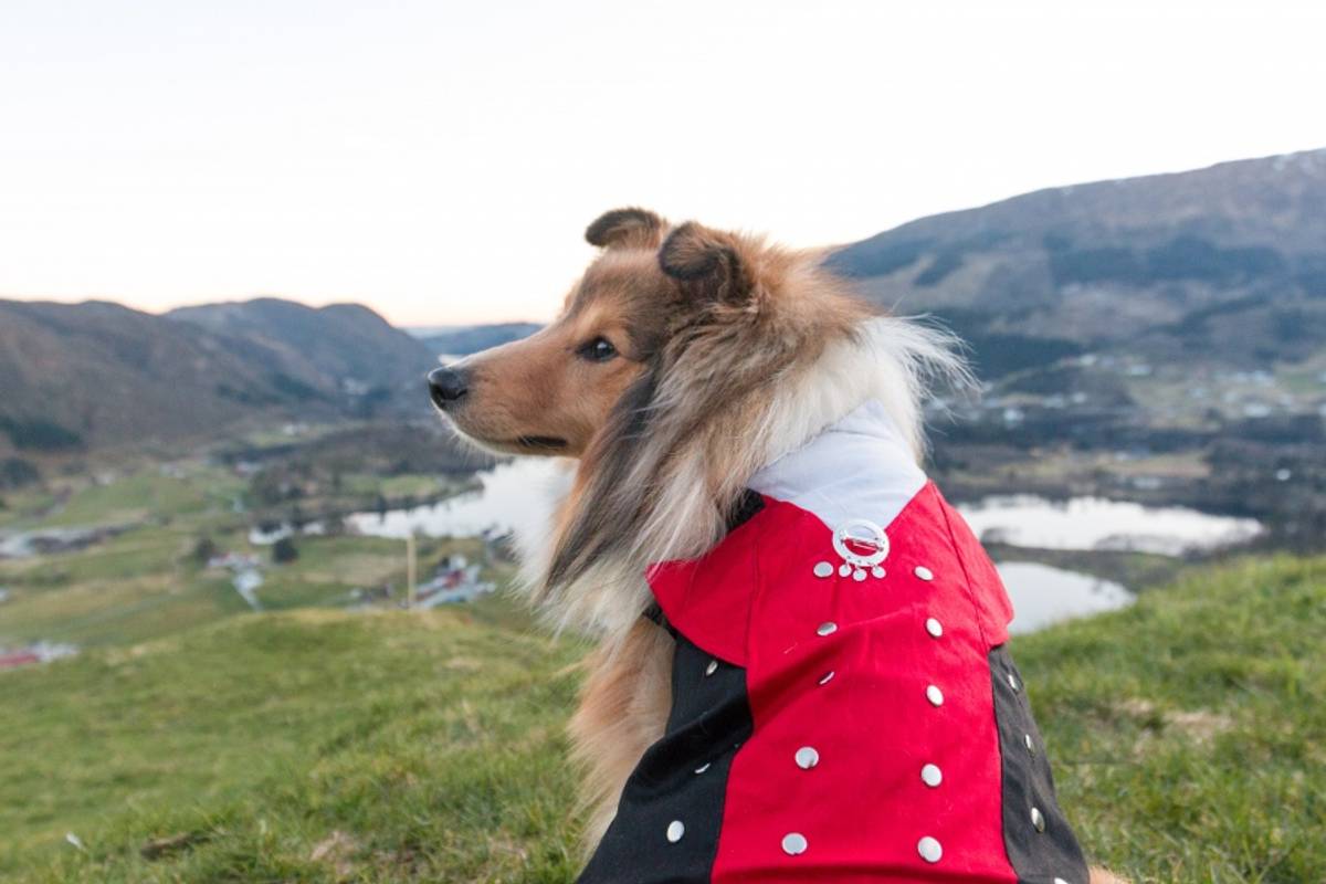 Dog Bunad-Hardanger-male